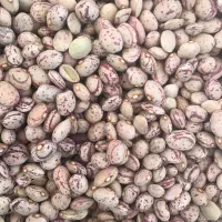 فروش لوبیا به قیمت عمده