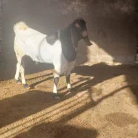 بزری|حیوانات مزرعه|میان جلگه, |دیوار
