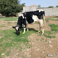 گاوگر|حیوانات مزرعه|شوشتر, |دیوار