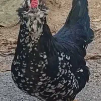 تخم مرغ گلین نطفه دار|حیوانات مزرعه|مرودشت, رامجرد یک|دیوار