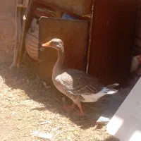 ماده‌غازکوت‌عبدالله‌سویسه