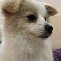 شیتزو ۳ ماهه و پامر ۳ ماهه