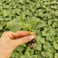 فروش نشا خربزه