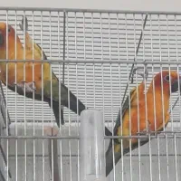 طوطی خورشیدی