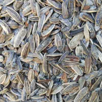 تخمه کانادایی به شرط مزه دیروز پخت شده