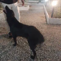 سگ بلک|سگ|اندیشه, اندیشه فاز ۱|دیوار