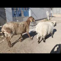 سه عدد میش آبستن وجوان