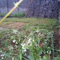 زمین مسکونی ۲۲۵متری احمدگوراب|فروش زمین و ملک کلنگی|رشت, احمد گوراب|دیوار