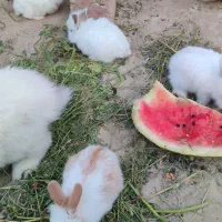خرگوش