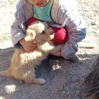 توله سگ های پا کوتاه خانگی فروشی|سگ|زنجان, |دیوار