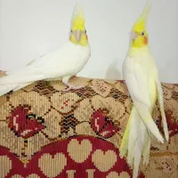 عروس هلندی|پرنده|ایلخچی, |دیوار