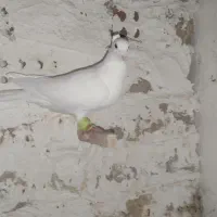 کفتر