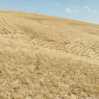 کاه گندم ریز|حیوانات مزرعه|تهران, آذری|دیوار