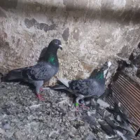 کبوتر