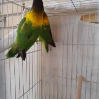 فروش طوطی برزیلی یقه زرد