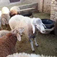 همه بره ها نر بزغاله هم هست|حیوانات مزرعه|اسفراین, |دیوار