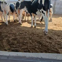 خریدار کود گاوی خالص