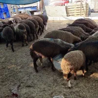 بره ریز ۲۰کیلویی