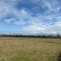 فروش11000مترزمین مناسب کاشت کیوی و برنج|فروش زمین و ملک کلنگی|لیسار, |دیوار