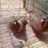 جفت سوسنی و سرور