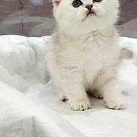 گربه بریتیش و اسکاتیش