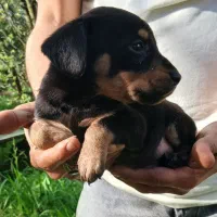 شاه توله دوبرمن