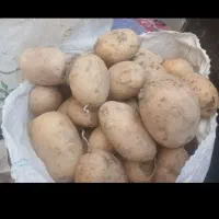 سیب زمینی تازه