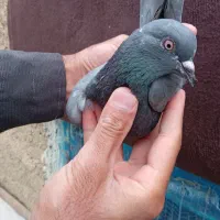 سایر|پرنده|صومای برادوست, |دیوار