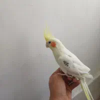 پرنده عروس هلندی|پرنده|گلمکان, |دیوار