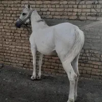 خریداسب پالونی وفروش|اسب و تجهیزات اسب‌سواری|اصفهان, جنیران (لادان)|دیوار