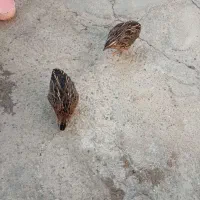 سلام دوعددبلدربچین بفروش میرسدبدون