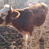 گاو و گوساله