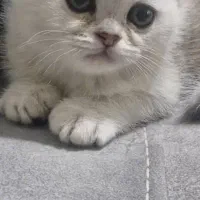 بچه گربه برایش اسکاتیش دو ماهه|گربه|اصفهان, شهرستان|دیوار