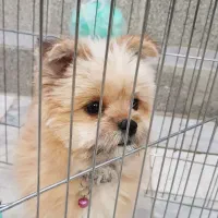 سگ یا پت بامزه و باهوش|سگ|مشهد, هفت تیر (حافظ)|دیوار