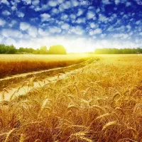 فروش گندم سیروان