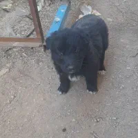 یک جفت توله قدرجونی نرو ماده