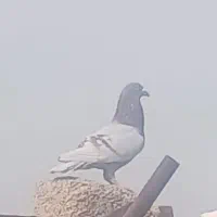 فروش کبوترنرسوسنی