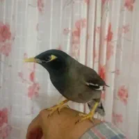 مرغ مینا کاملن دستی بازیگوش سخنگو|پرنده|مرودشت, مجد آباد|دیوار