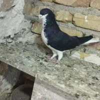 کفتر پرنده|پرنده|قزوین, |دیوار