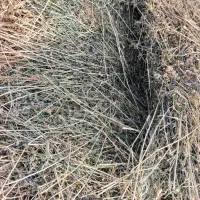 یونجه ۳۲۰۰۰۰۰ت|خدمات باغبانی و درختکاری|مشگین شهر, |دیوار