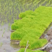 فروش  توم  شالی  سالم