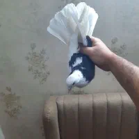 کفتر گروباز کپکی شماره دار مهر خورده