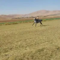 اسب ۳سال نریون|اسب و تجهیزات اسبسواری|ایذه, |دیوار