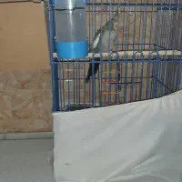 عروس هلندی مولد|پرنده|رودهن, |دیوار