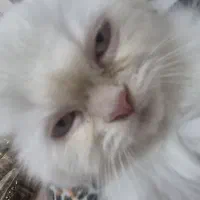 گربه ی پرشین هیمالین