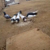 طوقی .دمسفید