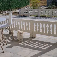 واگذاری رایگان یه سگ ناز و خوشگل پا کوتاه به