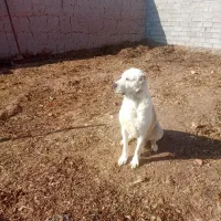 سگ الابایی|سگ|رادکان, |دیوار