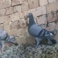 سبز المان مسافتی|پرنده|نیشابور, چمبران|دیوار