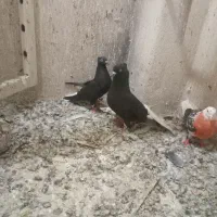 کبوتر دم سفید